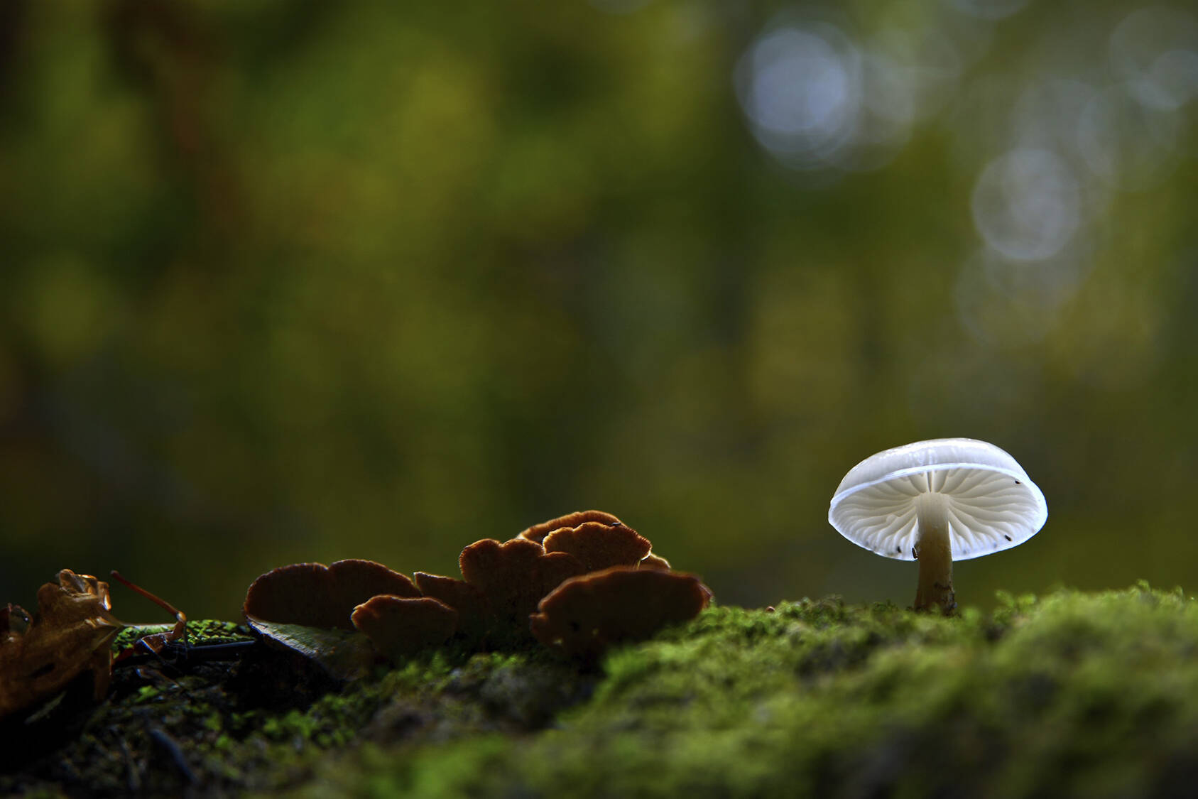 Dalle erbe magiche all’erboristeria scientifica 4 studio sūn-dalle-erbe-magiche-allerboristeria-scientifica