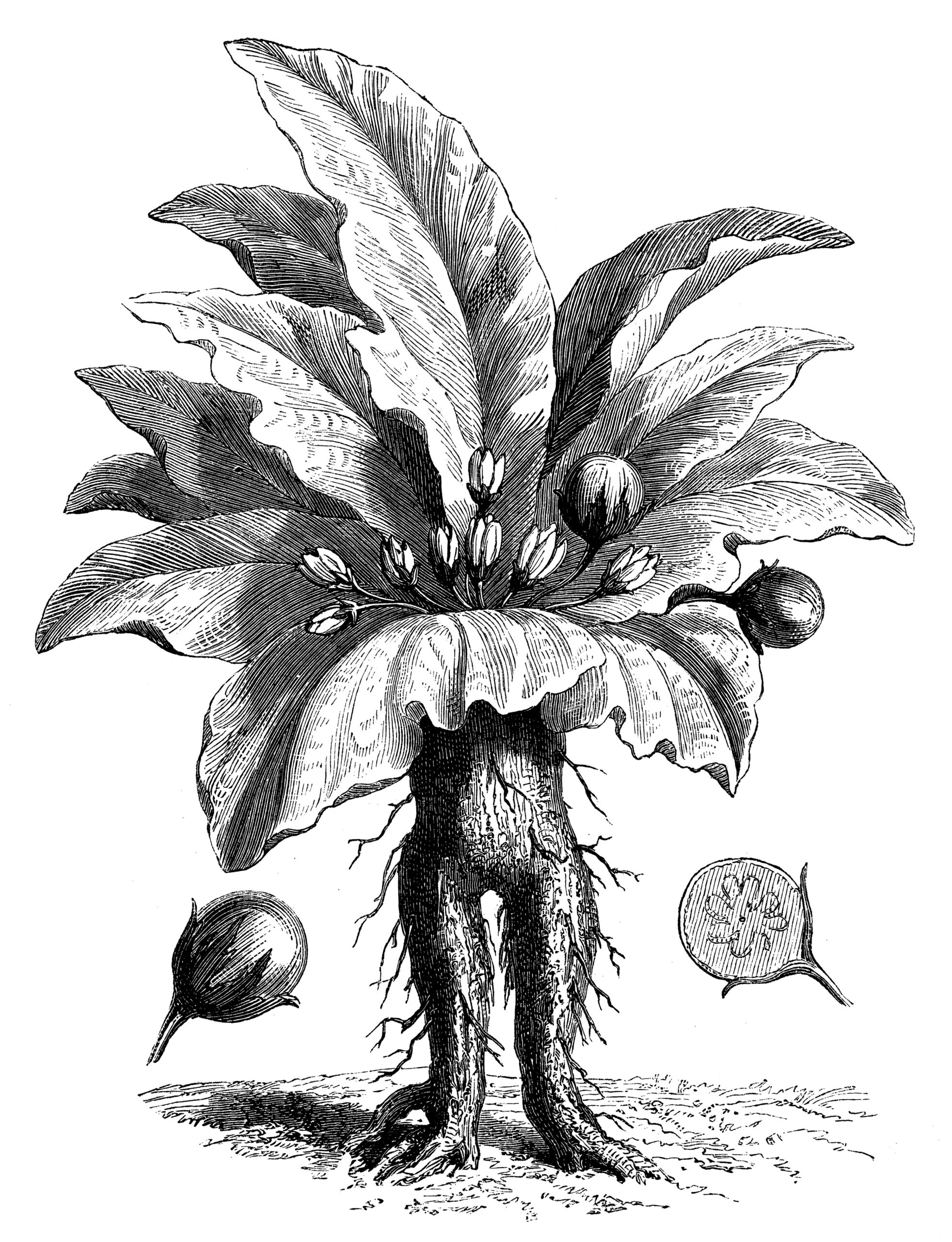 Antique illustration of mandrake plant 5 Antique illustration of mandrake plant