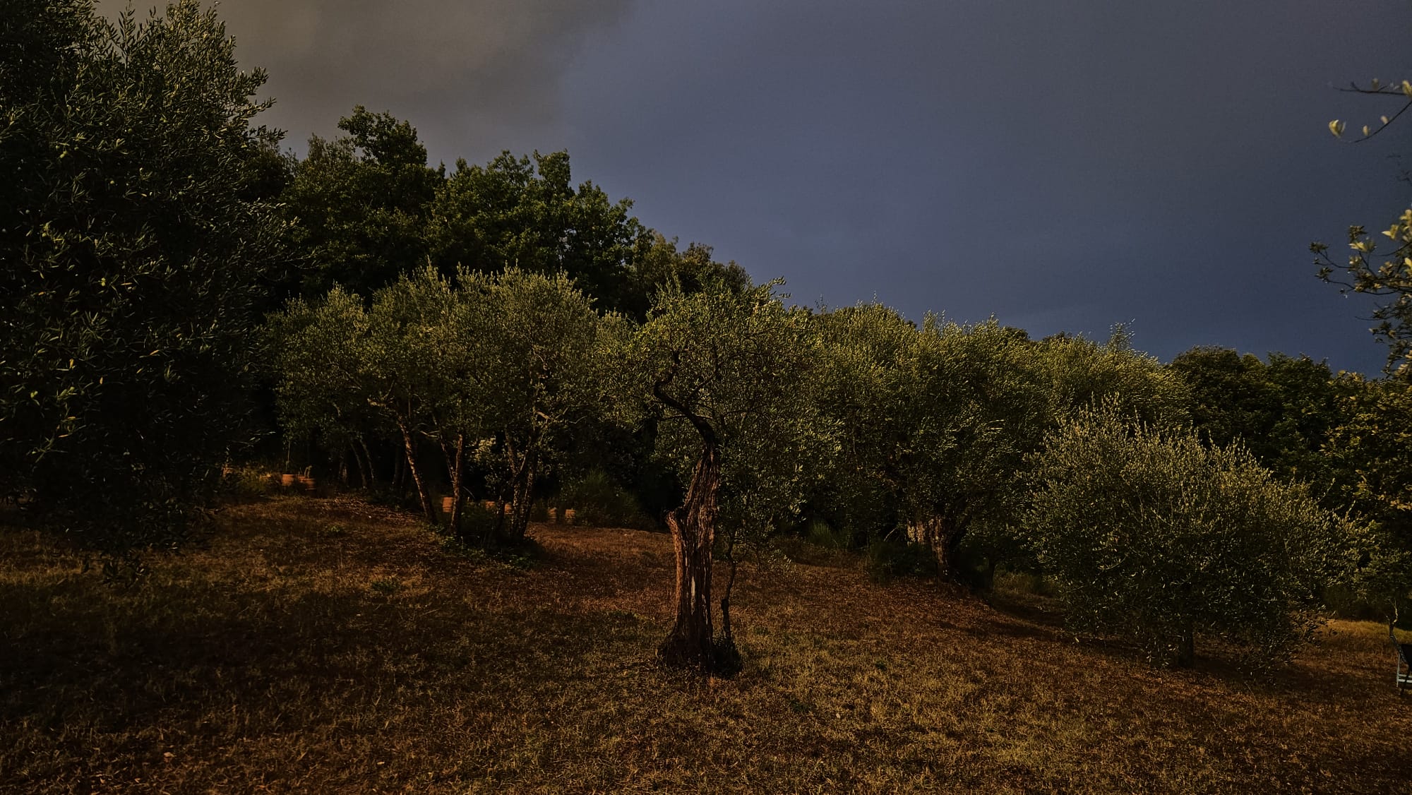 ulivi 4 ulivi